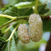 Насіння шовковиці білої «Медова»