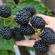 Mulberry black seeds «Black Baroness»