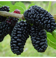 Семена шелковицы чёрной «Черная баронесса»
