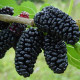 Mulberry black seeds «Black Baroness»