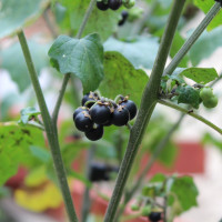 Black nightshade seeds