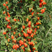 Насіння годжі