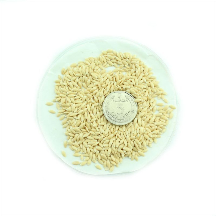 Maroon cucumber «Hedgehog»