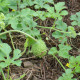 Maroon cucumber «Hedgehog»