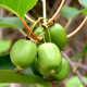 Hardy kiwi seeds