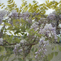 Насіння гліцинії китайської, вістерії