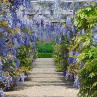 Wisteria seeds «Blue Moon»