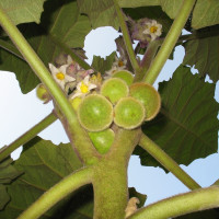 Naranjilla seeds