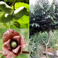 Семена азимины трехлопастной