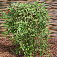 Aztec sweet herb seeds
