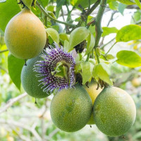 Granadilla sweet seeds