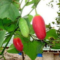 Ivy gourd seeds