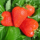 Strawberry seeds «Clery»