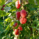 Raspberry seeds «Abundant»
