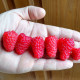 Raspberry seeds «Abundant»