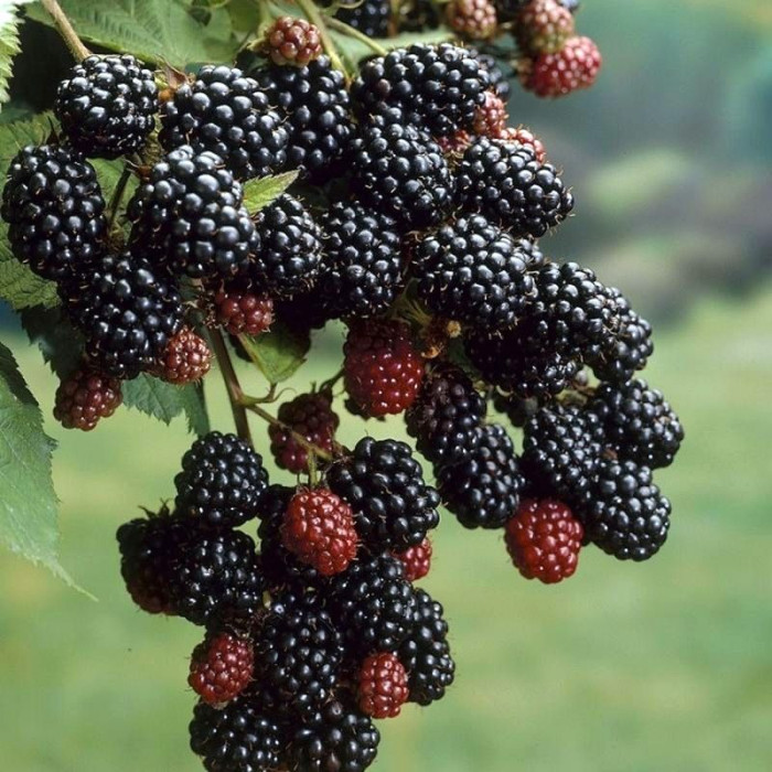 Black raspberry seeds «Texas»
