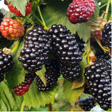 Blackberry thornless «Natchez»