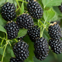 Blackberry thornless seeds «Polar»
