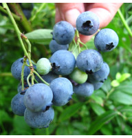 Blueberry seeds