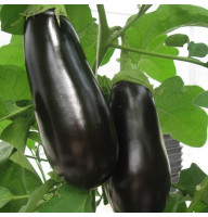 Eggplant seeds «Sapphire» F1