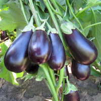 Eggplant seeds «Prado» F1