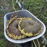 Sunflower seeds «Titan»