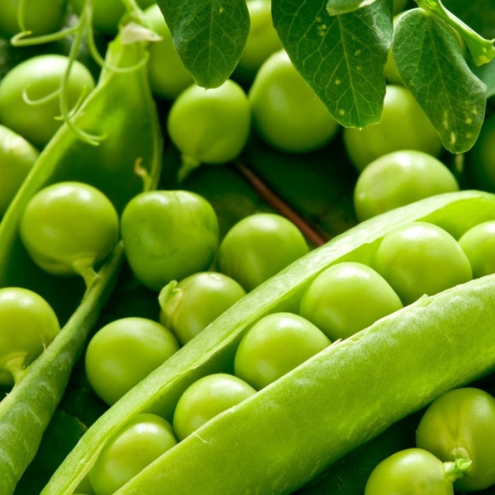 Pea seeds «Vegetable miracle»