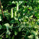Pea seeds «Kelvedon miracle»