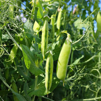 Семена гороха «Кельведонское чудо»