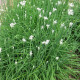 Fragrant-flowered garlic seeds