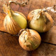 Onion seeds «Etalon gold»