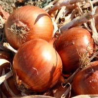 Семена лука «Галант»