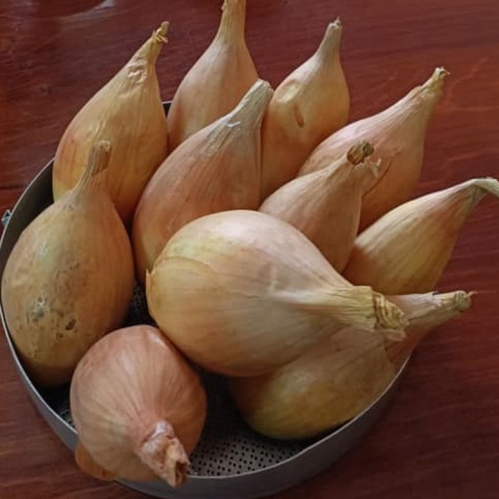 Onion seeds «Gull»