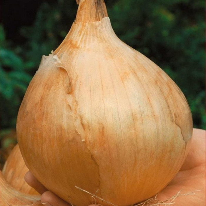 Onion seeds «Alice Craig»