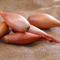 Насіння цибулі шалот