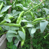 Beans seeds «Windsor» (brown)