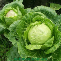 Насіння капусти білоголової «Золотий акр»