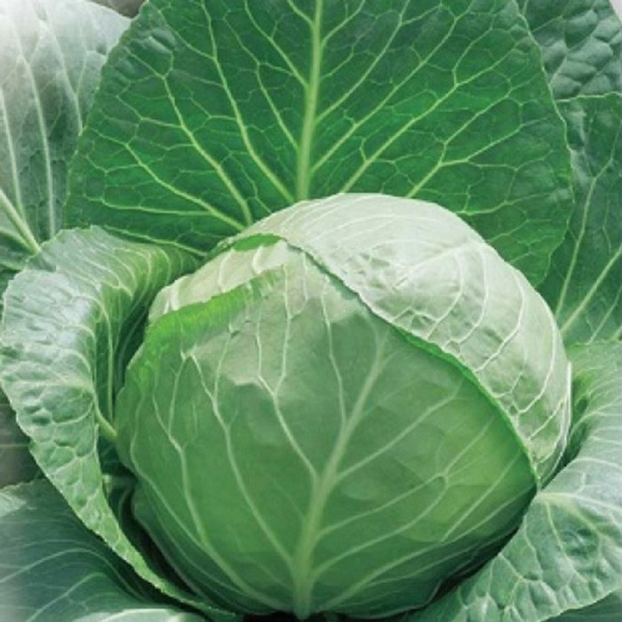 Cabbage seeds «Slava 1305»