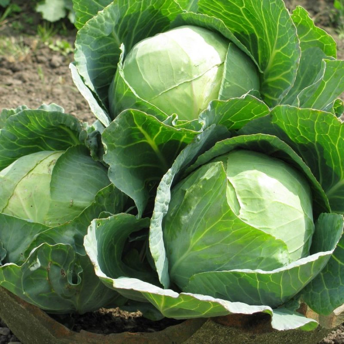 Cabbage seeds «Kharkiv winter»