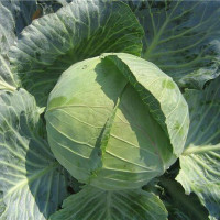 Cabbage seeds «Dithmarscher fruher»
