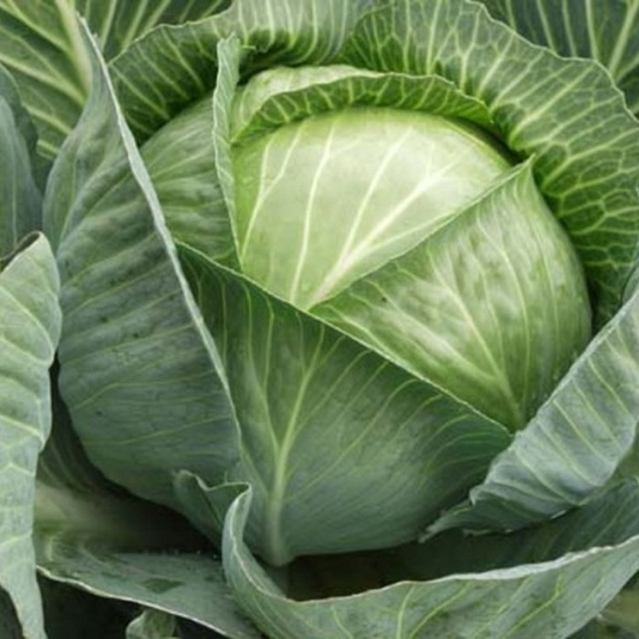 Cabbage seeds «Lesya»