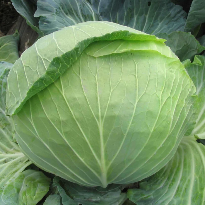 Cabbage seeds «Yana»