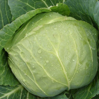 Cabbage seeds «Yaroslavna»