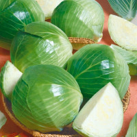 Насіння капусти білоголової «Еліза»  F1