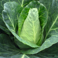 Cabbage seeds «Express»