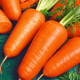 Carrot seeds «Shantane red»