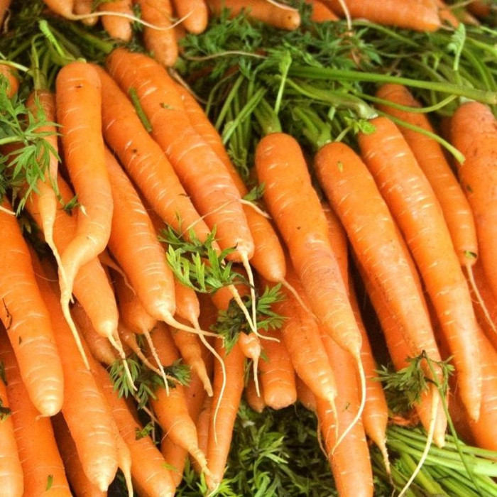 Насіння моркви «Амстердамська»