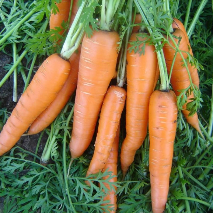 Семена моркови «Вита лонга»