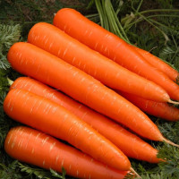 Семена моркови «Лосиноостровская»