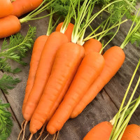 Семена моркови «Корал»